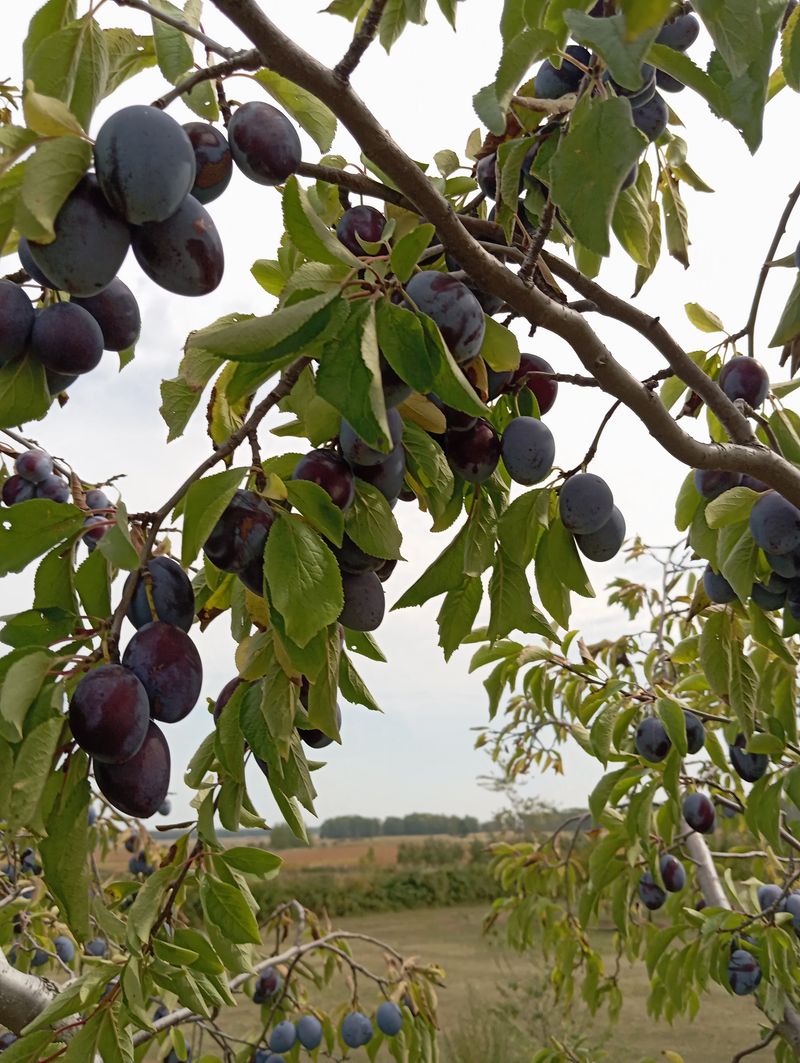 Prunus domestica